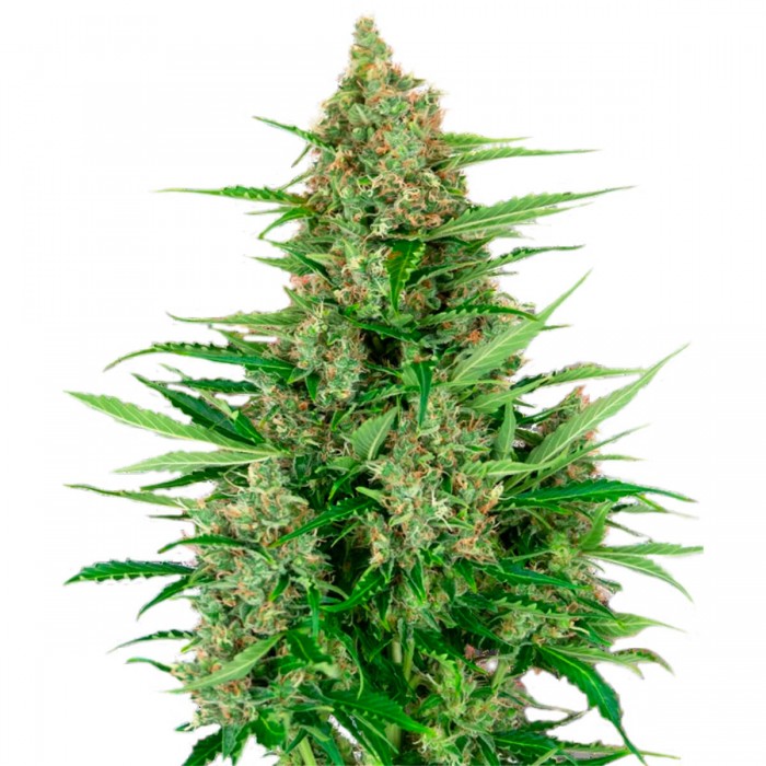 Auto Double Kush Cake de Sensi Seeds Research, cogollo.