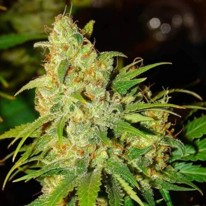 Auto Bubblelicious de Nirvana.