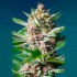 Semillas Purple Punch OG de Sweet Seeds, cogollos.