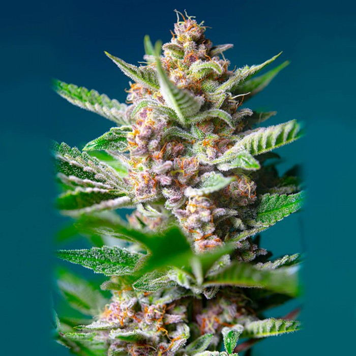 Semillas Purple Punch OG de Sweet Seeds, cogollos.