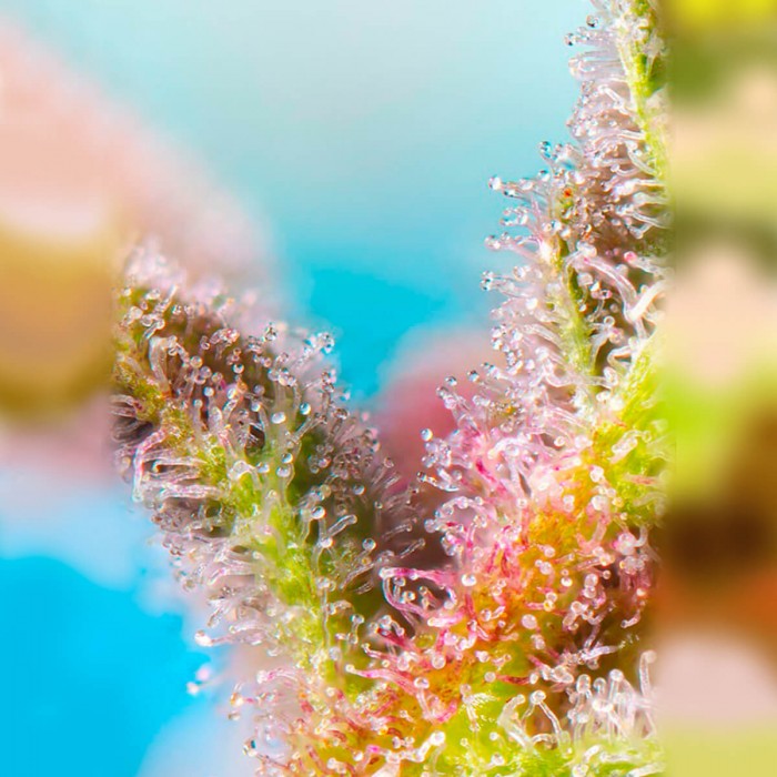Semillas Purple Punch OG de Sweet Seeds, resina.