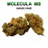 Flores 50% MS Caviar Haze 5g.