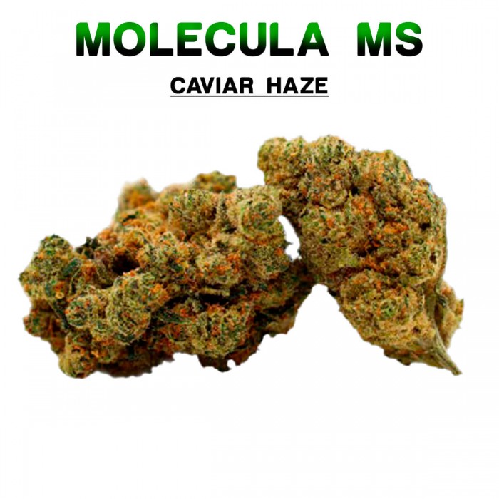 Flores 50% MS Caviar Haze 5g.