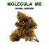 Flores 50% MS Donny Burger 5g.