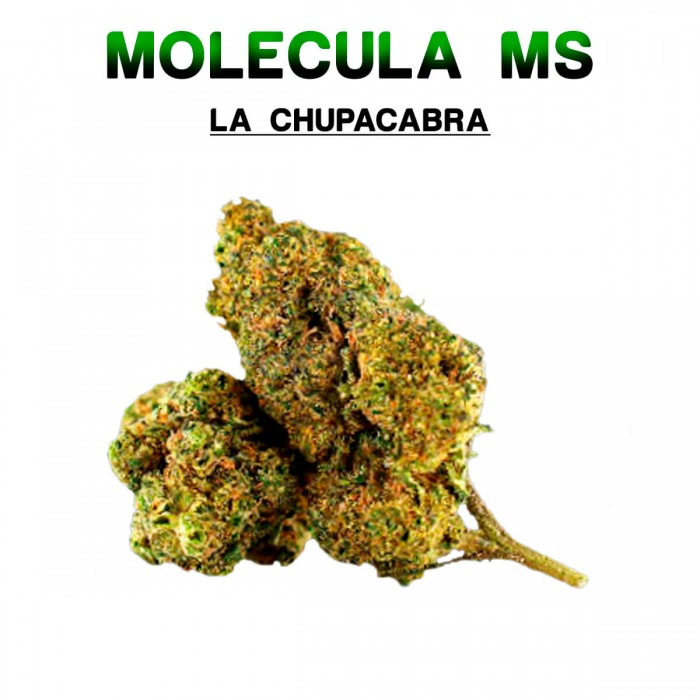 Flores 50% MS La Chupacabra 5g.