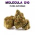 Flores 50% D10 Flying Dutchman 5g.