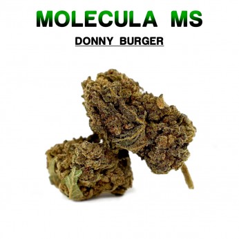 Cogollos 50% MS Donny Burger 5g.