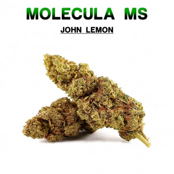 Cogollos 50% MS John Lemon 5g.