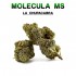 FLORES MS 50% LA CHUPACABRA