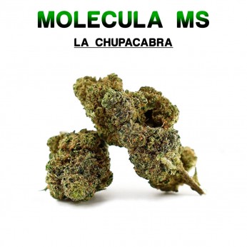 Cogollos 50% MS La Chupacabra 5g.