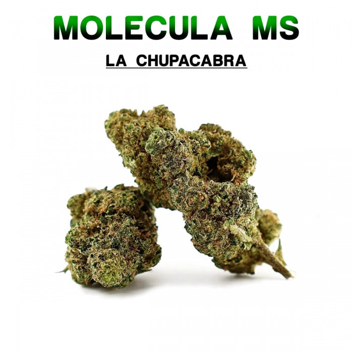 Cogollos 50% MS La Chupacabra 5g.