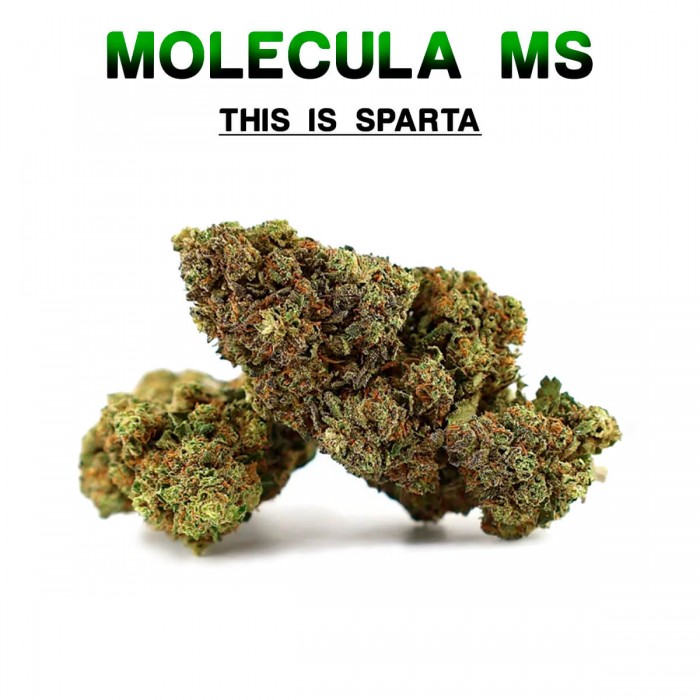 Flores 50% MS This Is Sparta 5g.