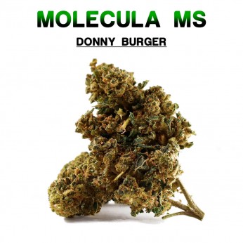 Flores 50% MS Donny Burger 5g.