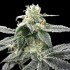 Blue Dram de DNA Genetics - Semillas feminizadas de marihuana.