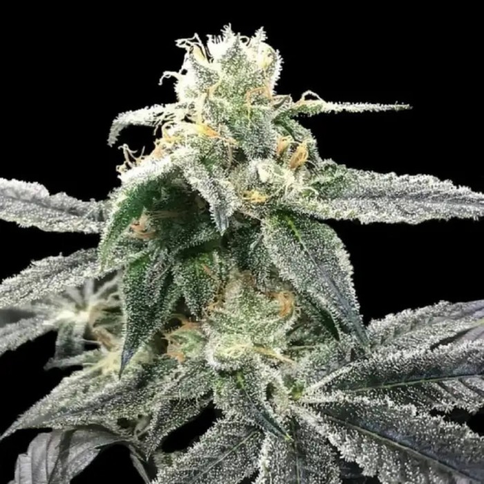 Blue Dram de DNA Genetics - Semillas feminizadas de marihuana.