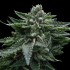 Double Dipped Strawberries de DNA Genetics - Semillas feminizadas de marihuana.