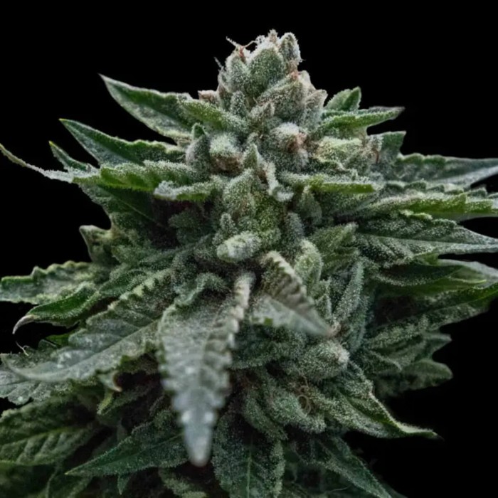 Double Dipped Strawberries de DNA Genetics - Semillas feminizadas de marihuana.