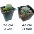 CACTUS PEYOTE CAESPITOSA - LOPHOPHORA WILLIAMSII