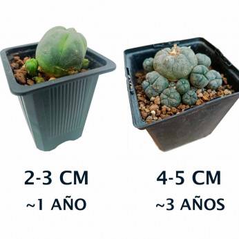 Peyote Lophophora Williamsii Caespitosa de distintos tamaños y edades