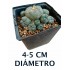 Cactus Peyote Williamsii Caespitosa de 4-5 cm de diámetro y alrededor de 3 años de vida