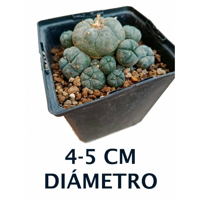 Cactus Peyote Williamsii Caespitosa de 4-5 cm de diámetro y alrededor de 3 años de vida