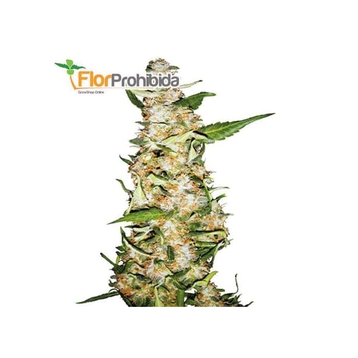 AUTO SKUNK 1