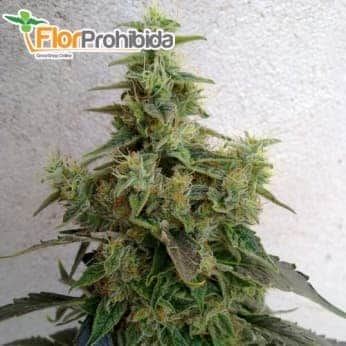 Semillas de marihuana DIESELTONIC (Resin Seeds) feminizadas