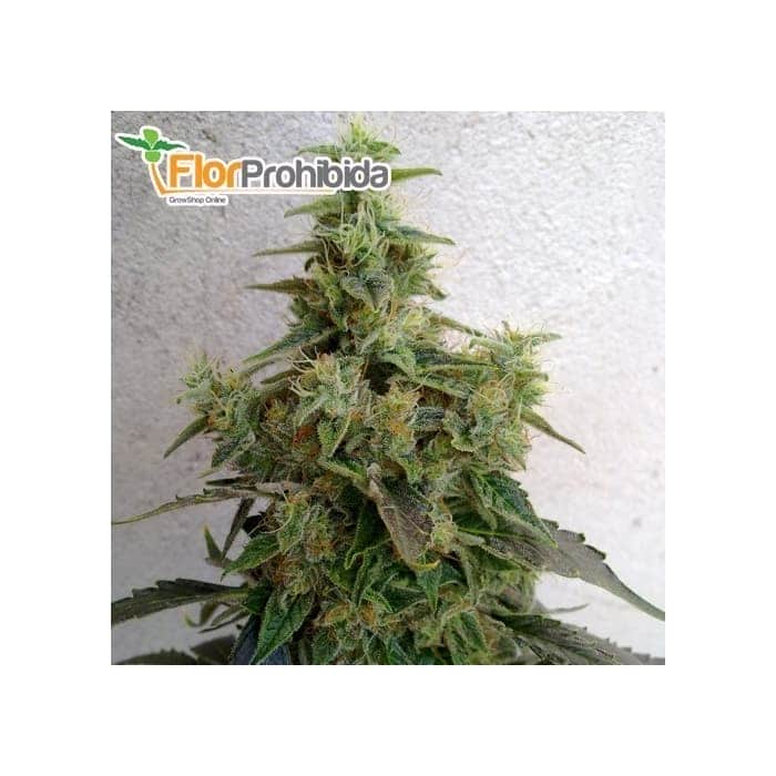 Semillas de marihuana DIESELTONIC (Resin Seeds) feminizadas