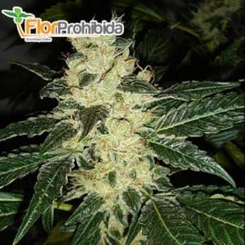 Semillas de marihuana SOUR P. (Resin Seeds) feminizadas