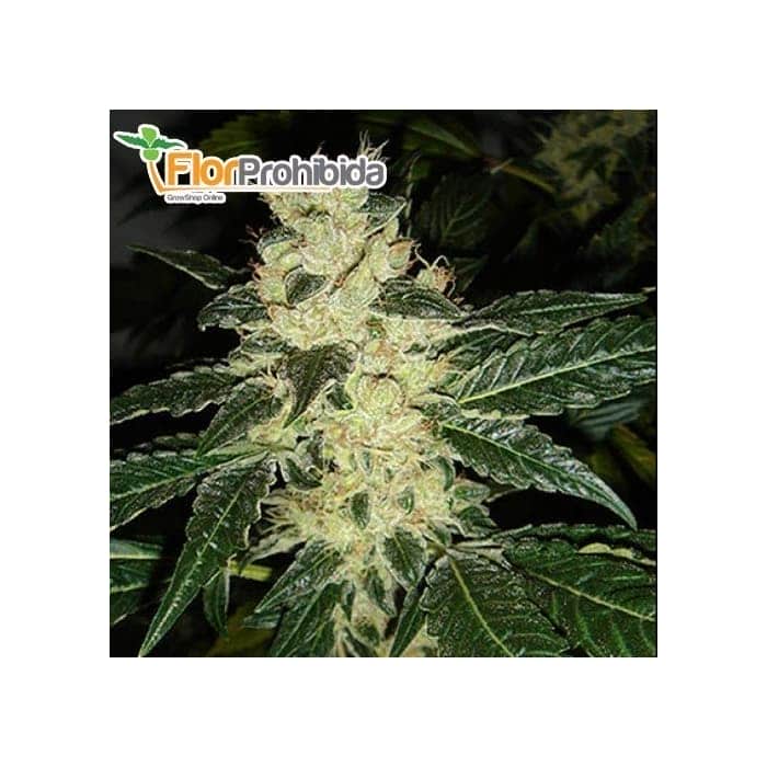 Semillas de marihuana SOUR P. (Resin Seeds) feminizadas
