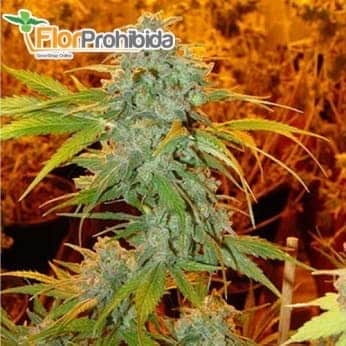 Semillas de marihuana CRITICAL HAZE (Resin Seeds) feminizadas