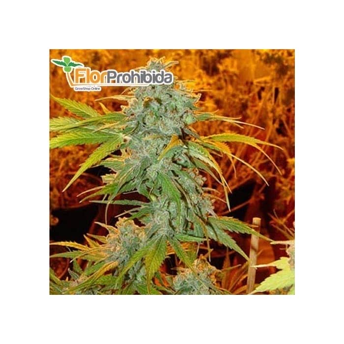 Semillas de marihuana CRITICAL HAZE (Resin Seeds) feminizadas