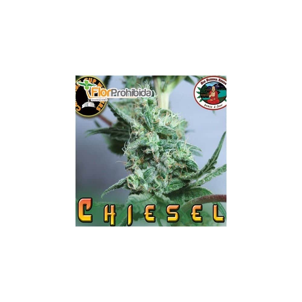 Semillas de Marihuana CHIESEL (Big Buddha Seeds)