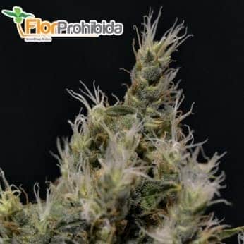 Semillas de marihuana VAINILLA HAZE (CBD Seeds)