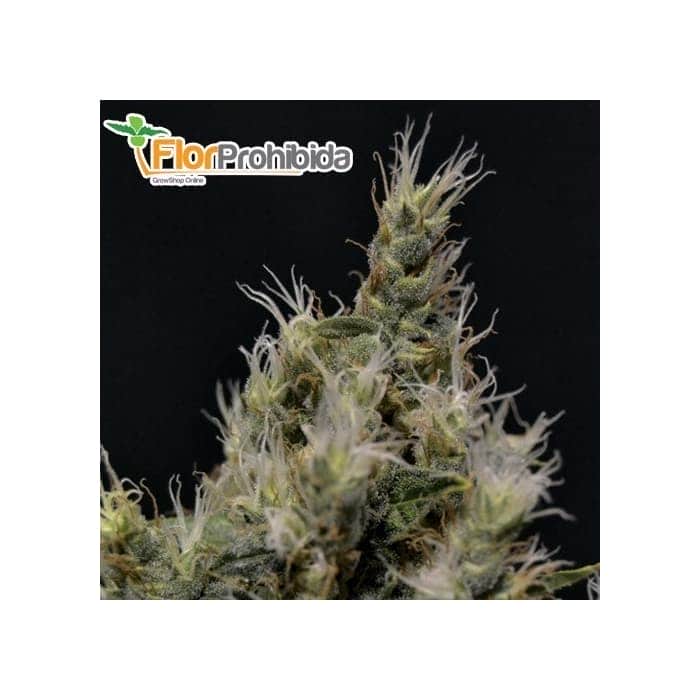 Semillas de marihuana VAINILLA HAZE (CBD Seeds)