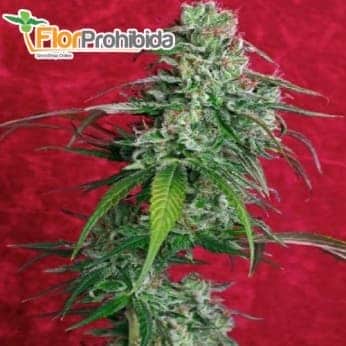 Semillas de marihuana JUANITA LA LAGRIMOSA (Reggae Seeds) feminizadas