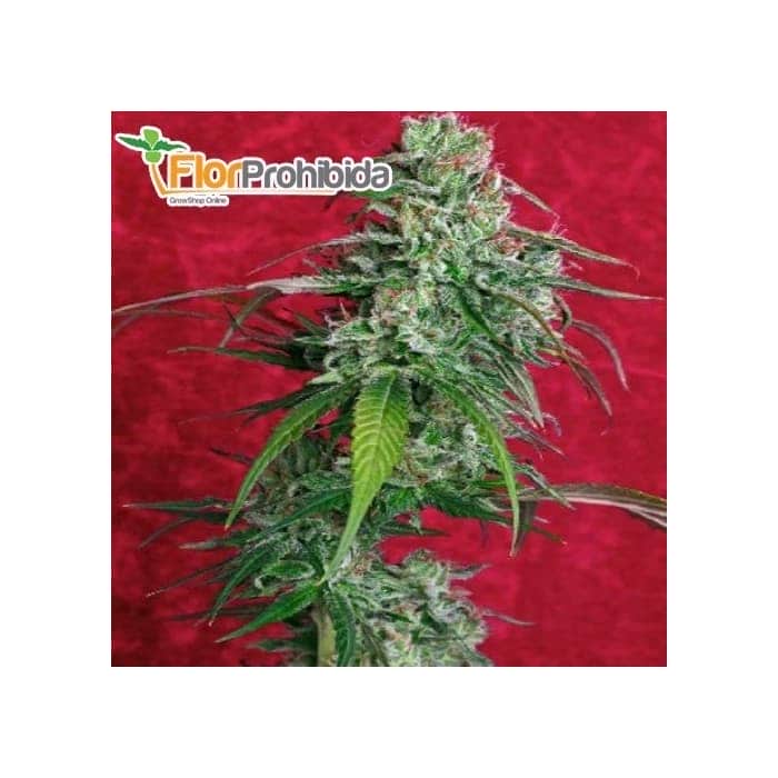 Semillas de marihuana JUANITA LA LAGRIMOSA (Reggae Seeds) feminizadas