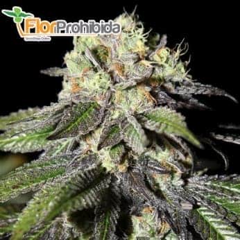 CABOOSE (Strain Hunters) -  Semillas Feminizadas