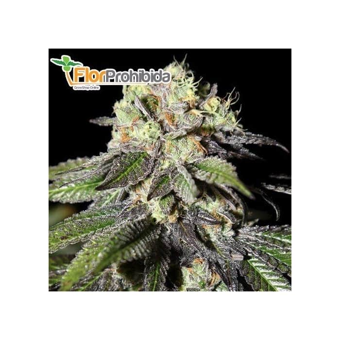 CABOOSE (Strain Hunters) -  Semillas Feminizadas