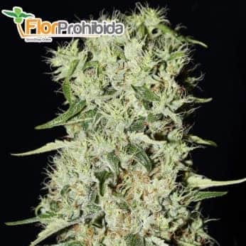 DAMNESIA (Strain Hunters) - Semillas  de marihuana Feminizadas