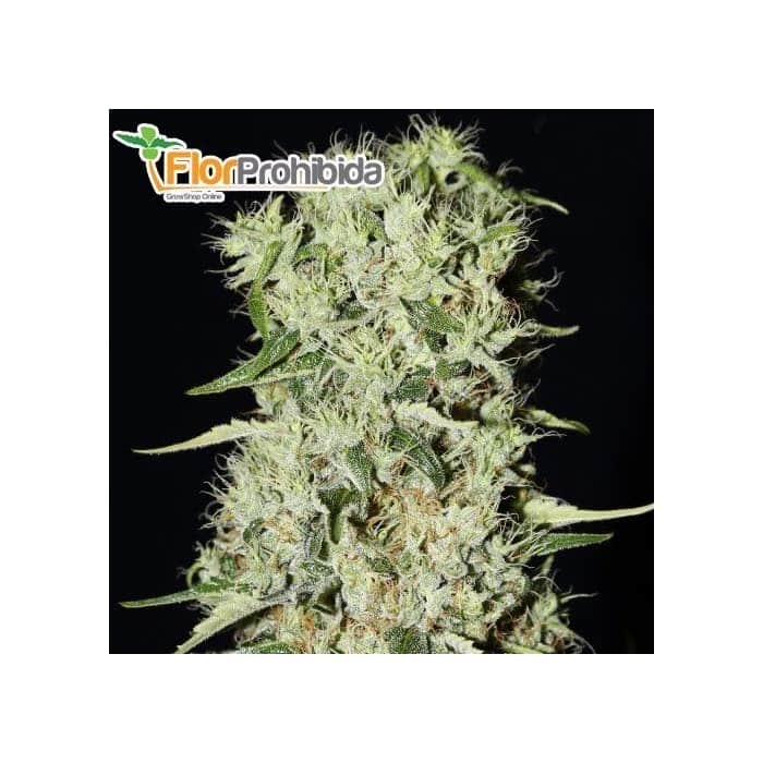 DAMNESIA (Strain Hunters) - Semillas  de marihuana Feminizadas