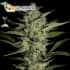 FLOWERBOMB KUSH (Strain Hunters) - Semillas de marihuana feminizadas
