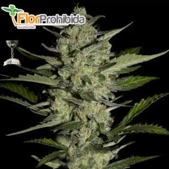 FLOWERBOMB KUSH (Strain Hunters) - Semillas de marihuana feminizadas