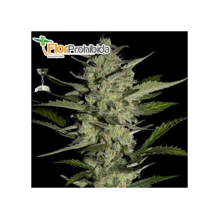 FLOWERBOMB KUSH (Strain Hunters) - Semillas de marihuana feminizadas