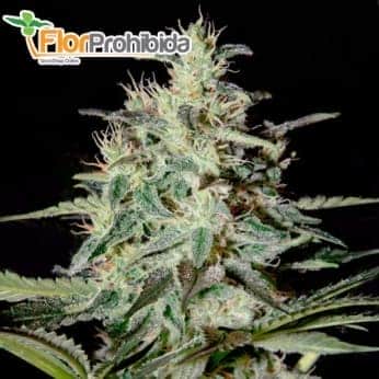WHITE LEMON (Strain Hunters) - Semillas feminizadas