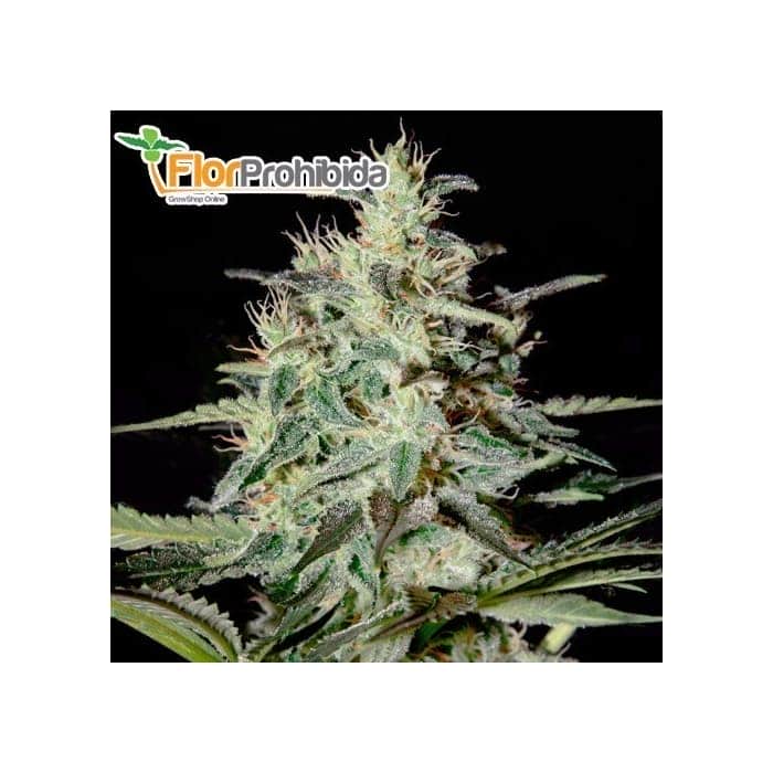 WHITE LEMON (Strain Hunters) - Semillas feminizadas