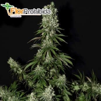 WHITE STRAWBERRY SKUNK (Strain Hunteres) Semillas de marihuana feminizadas