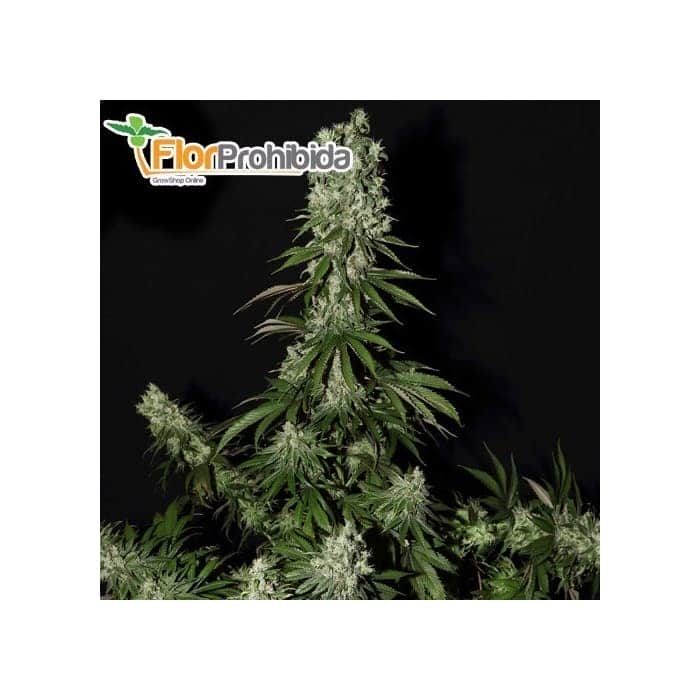 WHITE STRAWBERRY SKUNK (Strain Hunteres) Semillas de marihuana feminizadas