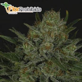 Semillas de marihuana DOUBLE GLOCK (Ripper Seeds) feminizadas