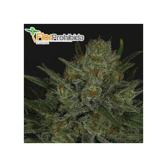Semillas de marihuana DOUBLE GLOCK (Ripper Seeds) feminizadas